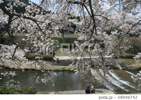 鮎河千本桜 39040742