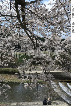 鮎河千本桜 鮎河千本桜 39040743