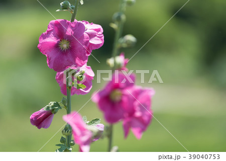 タチアオイ 39040753