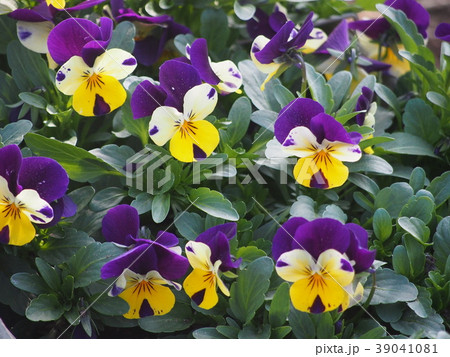 ビオラ ビオラ 39041081