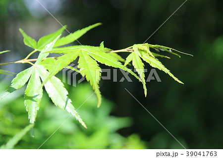 輝く楓の若葉 39041763