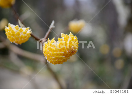 ミツマタの花 39042191