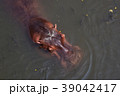 hippo in the river 39042417