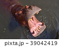 hippo in the river 39042419