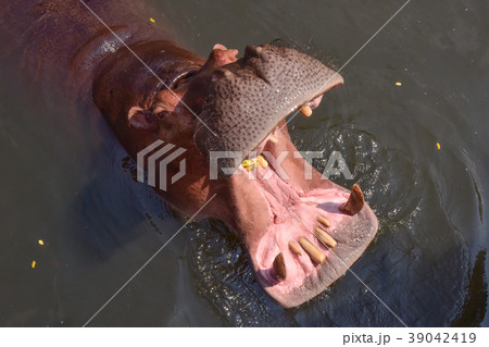 hippo in the river hippo in the river 39042419