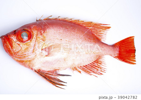 チカメキントキ 39042782