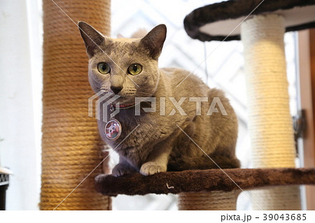 ロシアンブルー 39043685