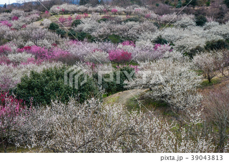 梅 裾野市 梅 裾野市 39043813