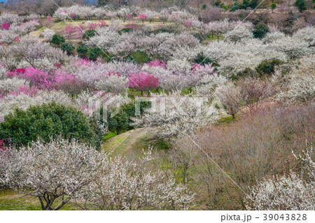 梅 裾野市 梅 裾野市 39043828