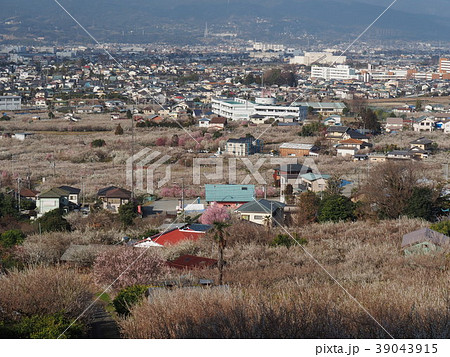 曽我別所梅林 39043915