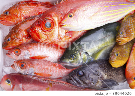 魚　盛り合わせ 39044020