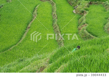 ヴェトナムの棚田 39044433