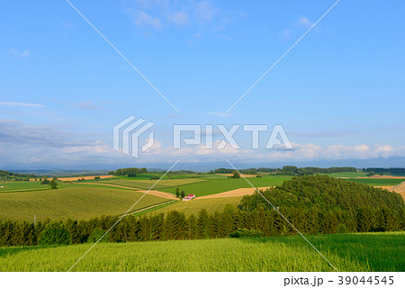 北海道　美瑛　新栄の丘からの眺め 39044545