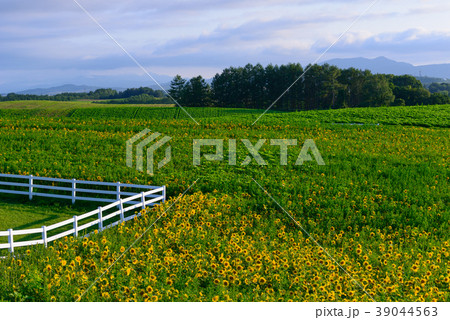 北海道　美瑛　新栄の丘からの眺め 39044563