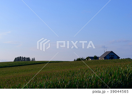 北海道　美瑛　新栄の丘からの眺め 39044565