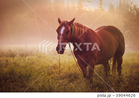 horse pasture morning fog dew 39044626