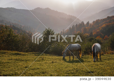 horse pasture morning fog dew 39044630