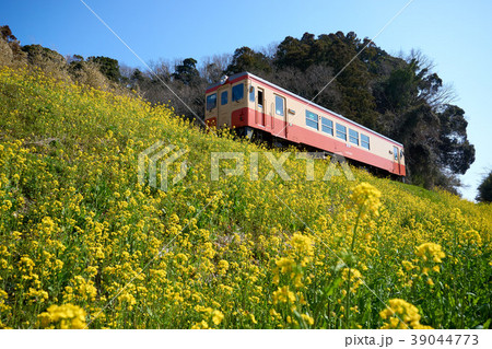 千葉県 いすみ鉄道 菜の花の写真素材