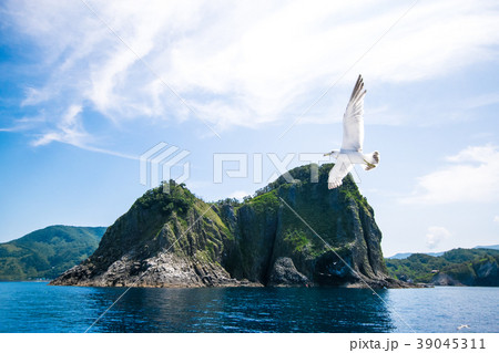積丹　観光船からの景色　カモメ　宝島 39045311