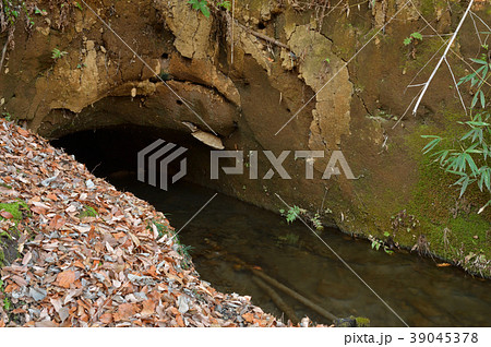 玉川上水散歩：玉川上水　小川分水 39045378