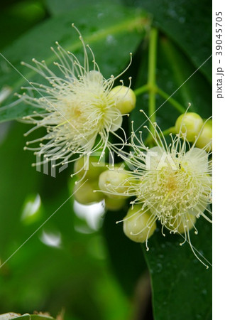 レンブの花 39045705