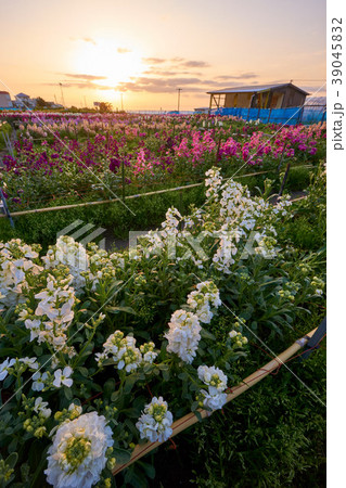 千葉県 白間津の花畑 朝日の写真素材