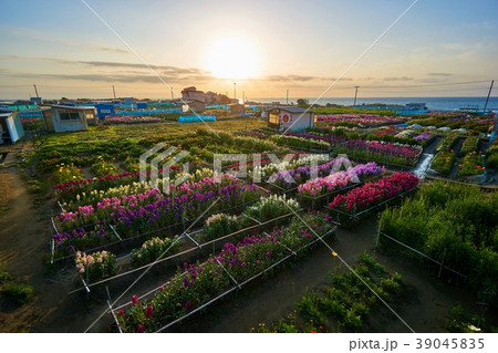 千葉県 白間津の花畑 朝日の写真素材