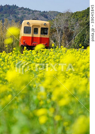 千葉県 小湊鉄道 石神の菜の花畑の写真素材