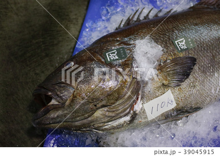オオクチイシナギ 食材 オオクチイシナギ 食材 39045915