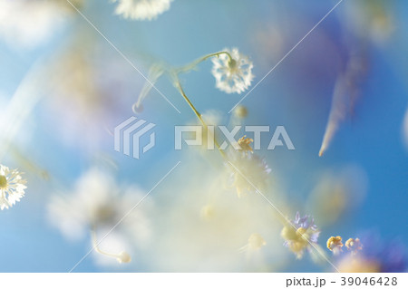 Beautiful flower background. Amazing view of Beautiful flower background. Amazing view of 39046428