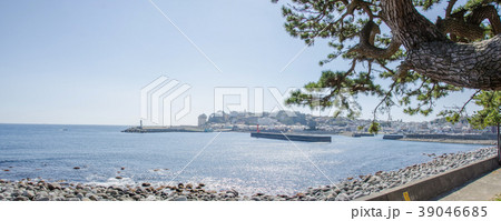 伊豆稲取漁港と海防の松 伊豆稲取漁港と海防の松 39046685
