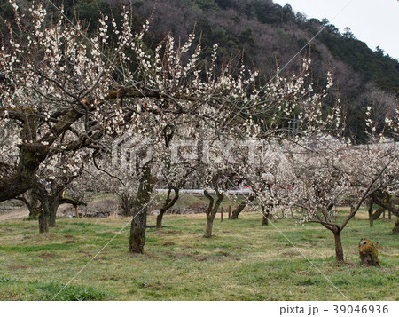 越生梅林 39046936