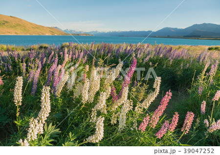 Full bloom Lupin flower over Tekapo lake  39047252