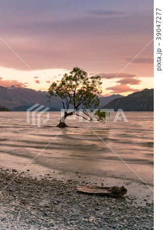 Alone tree over water lake during sunset 39047277