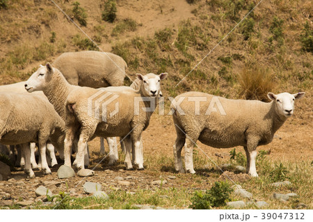 Cute baby farm sheep looking 39047312