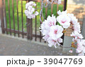 八重桜 39047769