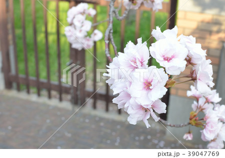 八重桜 八重桜 39047769