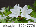 ヒラドツツジ 39047770