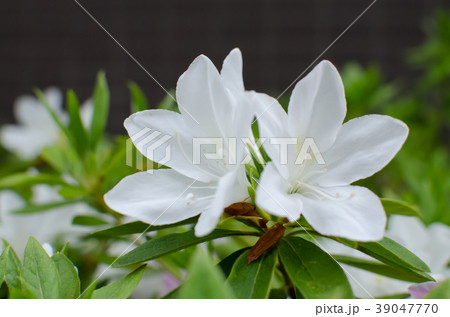 ヒラドツツジ 39047770