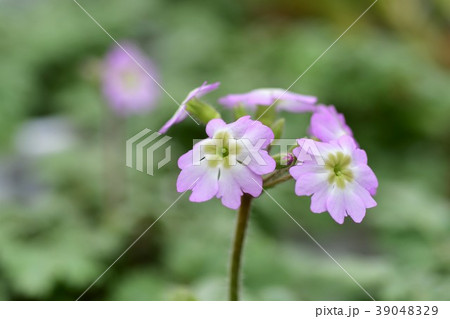 ウンナンサクラソウ 39048329