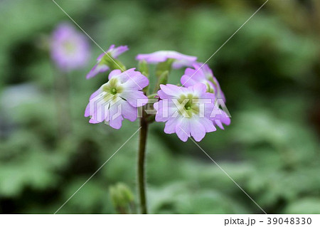 ウンナンサクラソウ 39048330