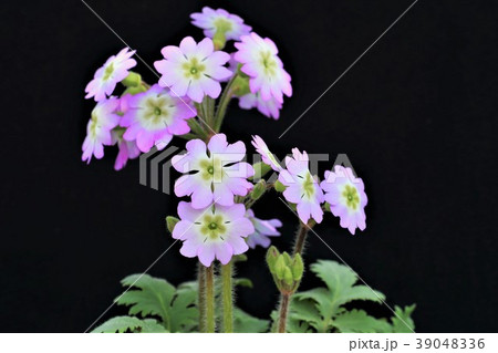 ウンナンサクラソウ 39048336