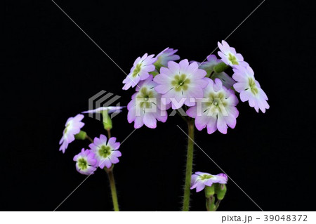 雲南桜草 39048372