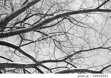 雪が枝に積もった冬の木のモノクロ写真 雪が枝に積もった冬の木のモノクロ写真 39048903