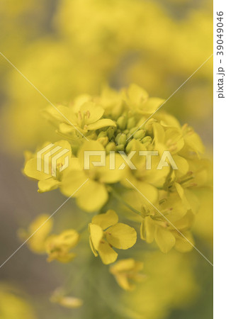菜の花 39049046