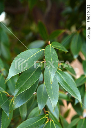 樹木:シラカシ ブナ科 樹木:シラカシ ブナ科 39049131