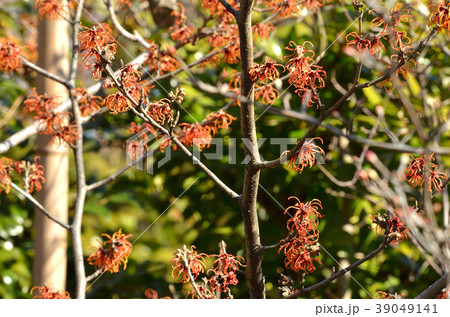樹木：マンサク　マンサク科 39049141