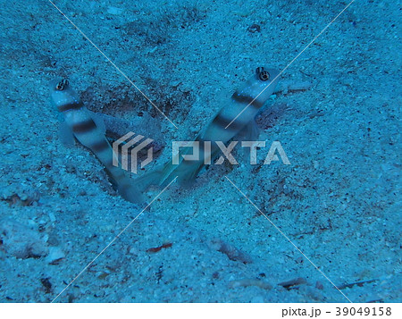 仲良くヒメダテハゼ 仲良くヒメダテハゼ 39049158