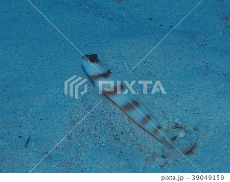 ミナミダテハゼ ミナミダテハゼ 39049159