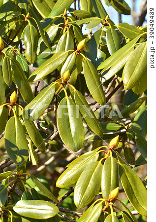 樹木：セイヨウシャクナゲ　ツツジ科 39049489